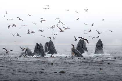 Lauren Bettino, USA, Breaching Humpback Whales