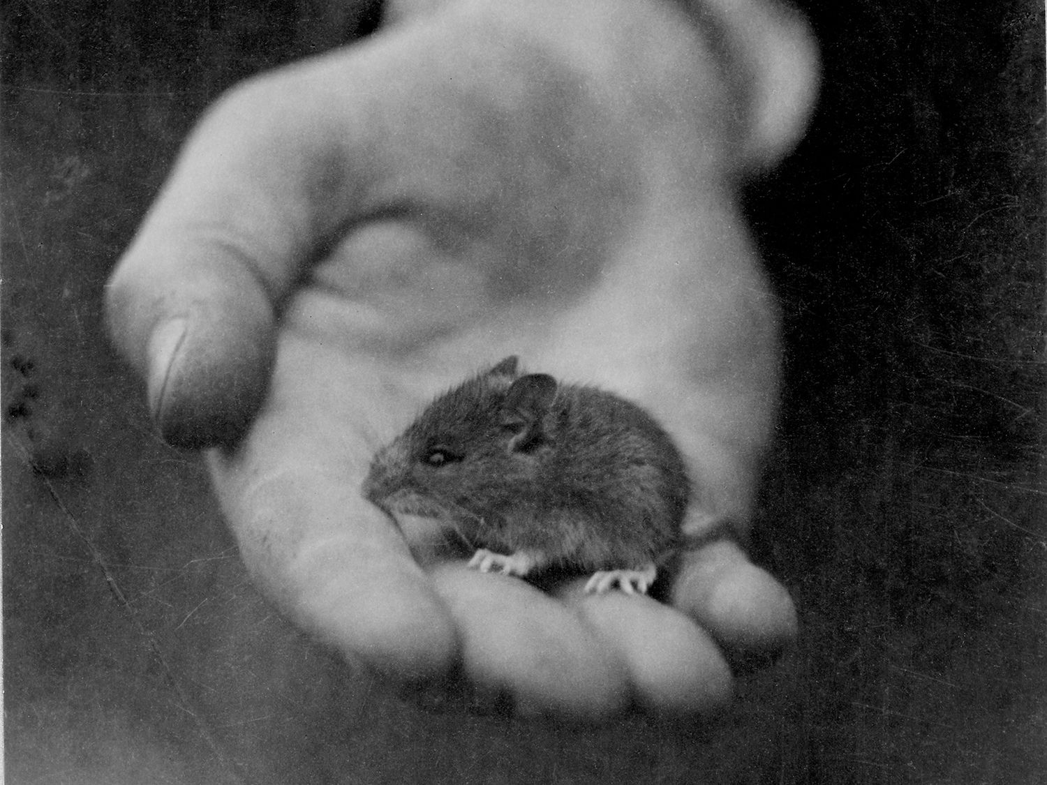 The Hasselblad Foundation Nature Photography Grant 2026