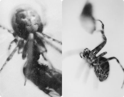 Jacob Clayton, Untitled (S.P 5, 6 dialogue)