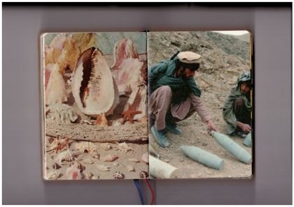 Allegra Baggio Corradi