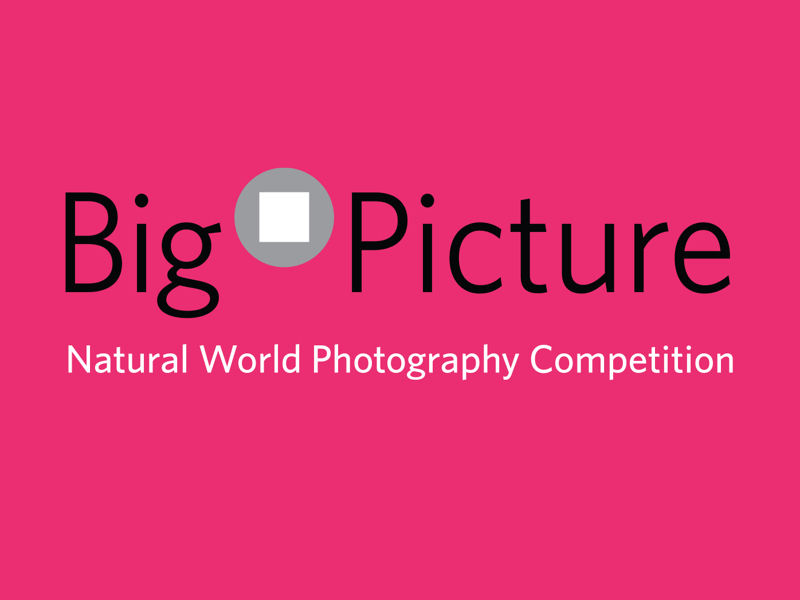 BigPicture Natural World Photography Competition 2022