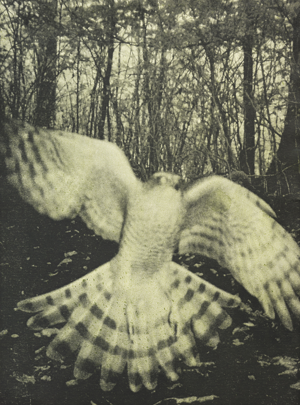 Hariban Award 2017 - Stephen Gill