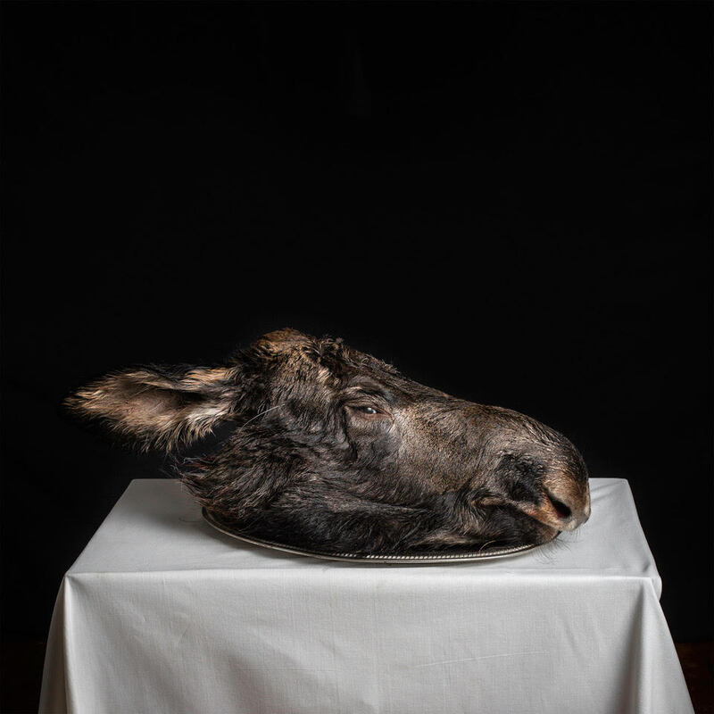 Bjîrndotter Annika, Animal, 2017