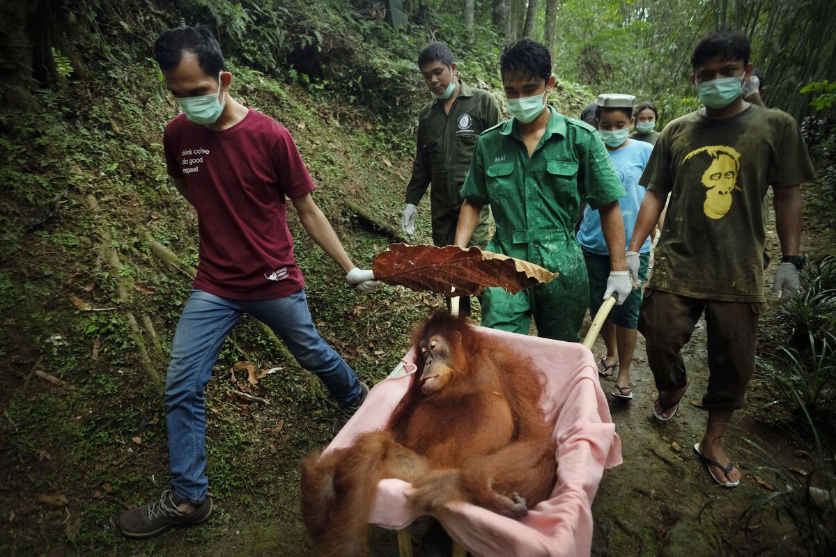 Alain Schroeder - Saving Orangutans