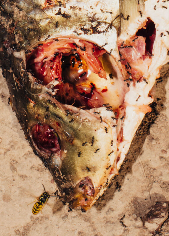 Cecilia Sordi Campos, Bem Comido, 2019